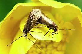 Attēlu rezultāti vaicājumam “Micropterigidae”