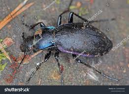 Attēlu rezultāti vaicājumam “Carabus violaceus”