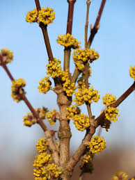 Attēlu rezultāti vaicājumam “Cornus mas flower”
