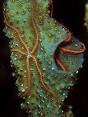 230px-Sponge_Brittle_Stars.jpg