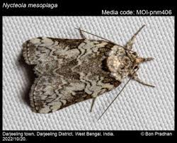 Attēlu rezultāti vaicājumam “Nycteola sp.”