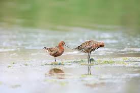 Attēlu rezultāti vaicājumam “Calidris ferruginea adult”