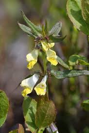 Attēlu rezultāti vaicājumam “Melampyrum pratense leaf”