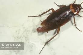 Image result for periplaneta americana