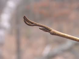 Attēlu rezultāti vaicājumam “Hamamelis virginiana leaf”