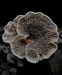 Attēlu rezultāti vaicājumam “Plicaturopsis crispa”