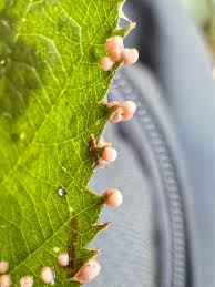 Attēlu rezultāti vaicājumam “Diderma sp.”