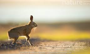 Attēlu rezultāti vaicājumam “Lepus europaeus adult”