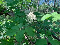 Attēlu rezultāti vaicājumam “Sambucus racemosa flower”