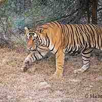 Image result for BERKSHIRE TIGERS THAI