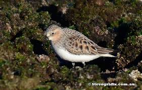 Image result for Calidris ruficollis