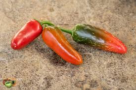 Afbeeldingsresultaat voor biker billy jalapeno hot pepper