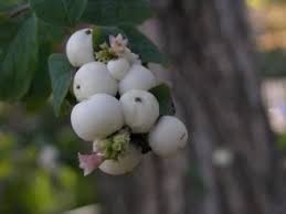 Attēlu rezultāti vaicājumam “Symphoricarpos albus fruit”