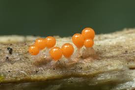 Attēlu rezultāti vaicājumam “Trichia decipiens”