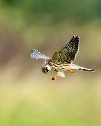 Attēlu rezultāti vaicājumam “Falco vespertinus adult”