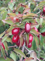 Attēlu rezultāti vaicājumam “Cornus mas fruit”