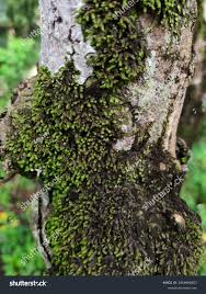 Attēlu rezultāti vaicājumam “Frullania tamarisci macro”