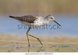 Attēlu rezultāti vaicājumam “Tringa stagnatilis”