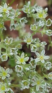 Attēlu rezultāti vaicājumam “Scleranthus perennis flower”