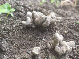 Attēlu rezultāti vaicājumam “Xylaria polymorpha”