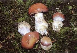 Attēlu rezultāti vaicājumam “Cortinarius praestans”