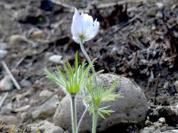 Attēlu rezultāti vaicājumam “Pulsatilla patens flower”