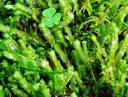 Attēlu rezultāti vaicājumam “Plagiochila asplenioides”