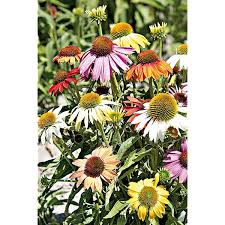 Image result for Rudbeckia Paradisio