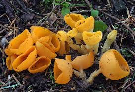 Attēlu rezultāti vaicājumam “Sowerbyella radiculata”