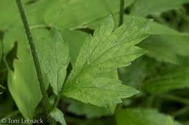 Attēlu rezultāti vaicājumam “Geum rivale leaf”