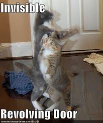 Image result for invisible cat