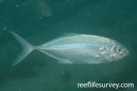 Image result for Caranx latus