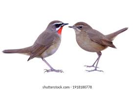 Image result for Luscinia calliope