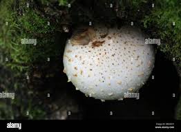 Attēlu rezultāti vaicājumam “Pholiota heteroclita”