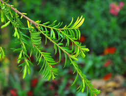Attēlu rezultāti vaicājumam “Taxus wallichiana”