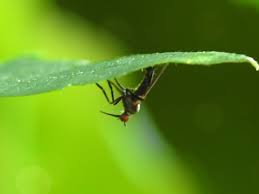 Attēlu rezultāti vaicājumam “Empis sp.”