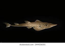 Image result for Rhynchobatus australiae