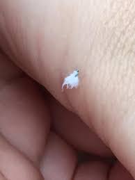 Attēlu rezultāti vaicājumam “Arctophila superbiens”