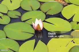 Attēlu rezultāti vaicājumam “Nymphaea candida leaf”