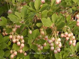 Attēlu rezultāti vaicājumam “Enkianthus chinensis leaf”