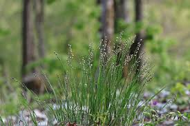 Attēlu rezultāti vaicājumam “Melica nutans flower”