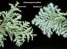 Attēlu rezultāti vaicājumam “Weissia squarrosa”