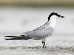 Image result for Gelochelidon nilotica