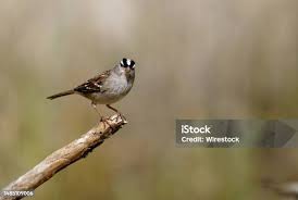 Image result for Zonotrichia leucophrys