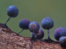 Attēlu rezultāti vaicājumam “Lamproderma pulchellum macro”