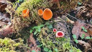 Attēlu rezultāti vaicājumam “Sarcoscypha austriaca var. lutea”