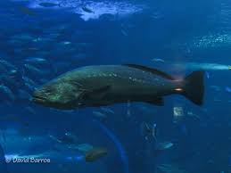 Image result for Argyrosomus regius