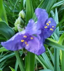 Attēlu rezultāti vaicājumam “Tradescantia virginiana flower”