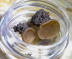 Attēlu rezultāti vaicājumam “Physarum bryomacrocarpum spores”