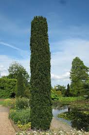 Attēlu rezultāti vaicājumam “Taxus”